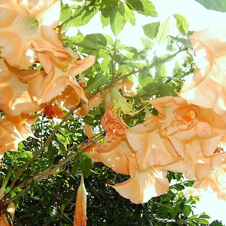 Afonso * Camara de Lobos